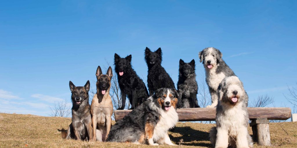 Best Large Dog Grooming near Gervais, OR 97026 - Yelp