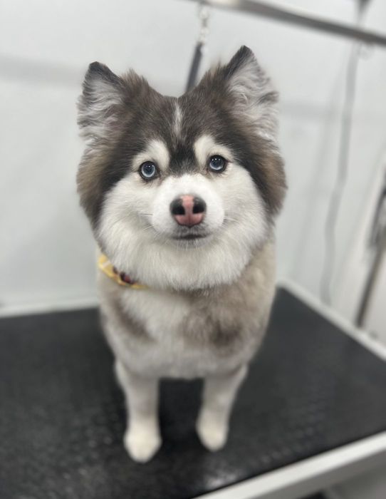 Pet groomed by Zoomin Groomin