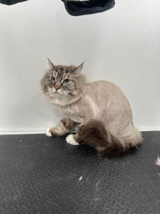 Pet groomed by Zoomin Groomin