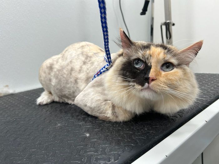 Pet groomed by Zoomin Groomin