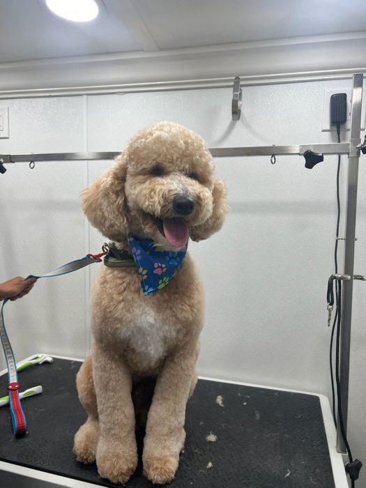 Pet groomed by Zoomin Groomin