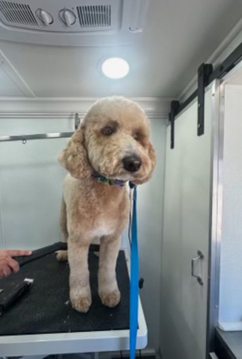 Pet groomed by Zoomin Groomin